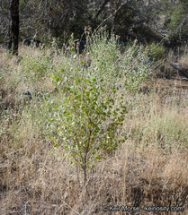 Malacothamnus orbiculatus
