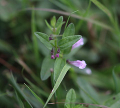 Scutellaria minor