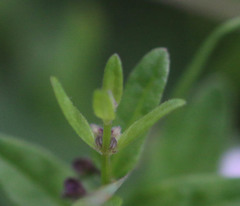 Scutellaria minor