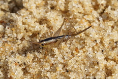 Conocephalus spartinae