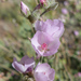 Round-leaved Bush-Mallow - Photo (c) Keir Morse, some rights reserved (CC BY-NC-ND), uploaded by Keir Morse