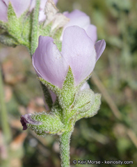 Malacothamnus orbiculatus