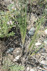 Allium vodopjanovae