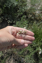Allium vodopjanovae