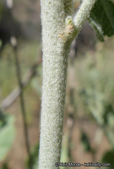 Malacothamnus orbiculatus