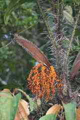 Bactris campestris