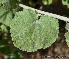 Malacothamnus orbiculatus
