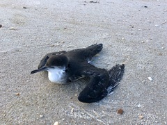 Puffinus lherminieri