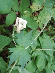 Aconitum lasiostomum