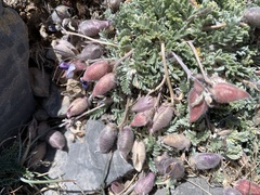 Oxytropis oreophila