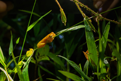 Chirixalus nongkhorensis