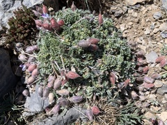 Oxytropis oreophila
