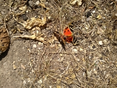 Euplagia quadripunctaria