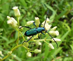 Chrysoprasis hypocrita