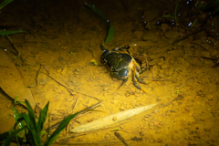 Demanietta khirikhan