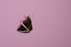 Fodina