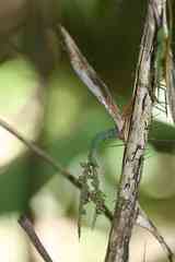 Bactris simplicifrons