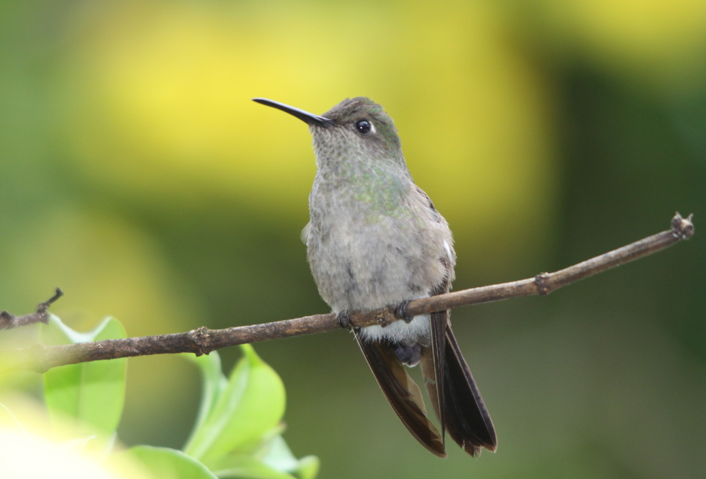 Sombre Hummingbird photo