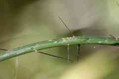 Bactris simplicifrons