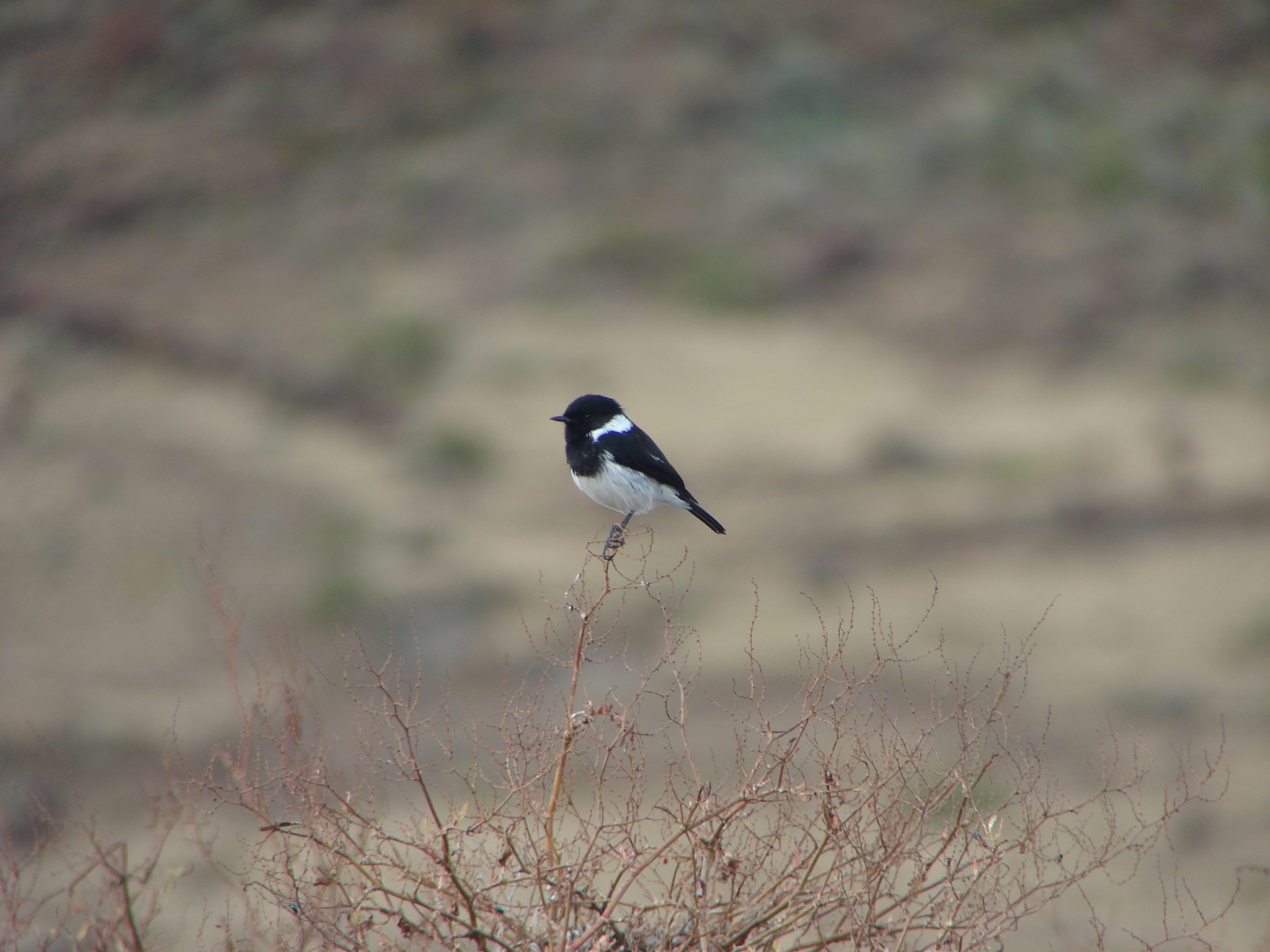 African Stonechat