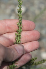 Veronica pinnata