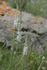 Veronica pinnata