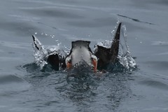 Fratercula corniculata