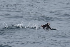 Fratercula corniculata