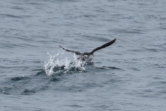 Fratercula corniculata