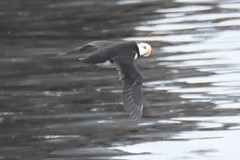 Fratercula corniculata