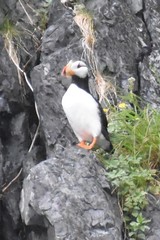 Fratercula corniculata