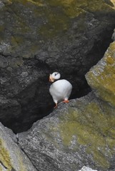 Fratercula corniculata