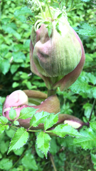 Magnoliopsida