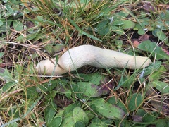 Limax cinereoniger