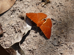 Emesis mandana