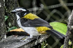 Saltator atripennis