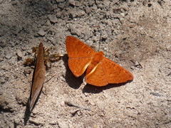 Emesis mandana