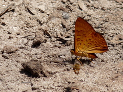 Emesis mandana
