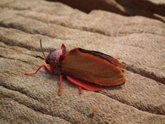 Edebessa purens