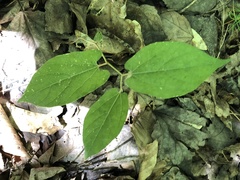 Endodeca serpentaria