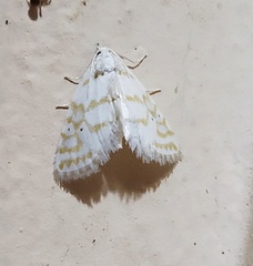 Patissa fulvosparsa
