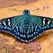 Phocides urania urania - Photo (c) Cabo Neri, some rights reserved (CC BY-NC-ND), uploaded by Cabo Neri