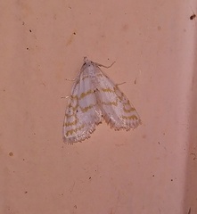 Patissa fulvosparsa