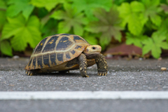 Indotestudo elongata