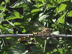 Erpetogomphus compositus