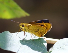 Oriens concinna