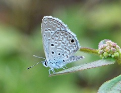 Hemiargus hanno hanno