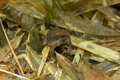 Ingerophrynus parvus