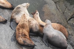 Steller Sea Lion photo 5