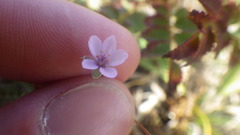 Erodium lebelii lebelii